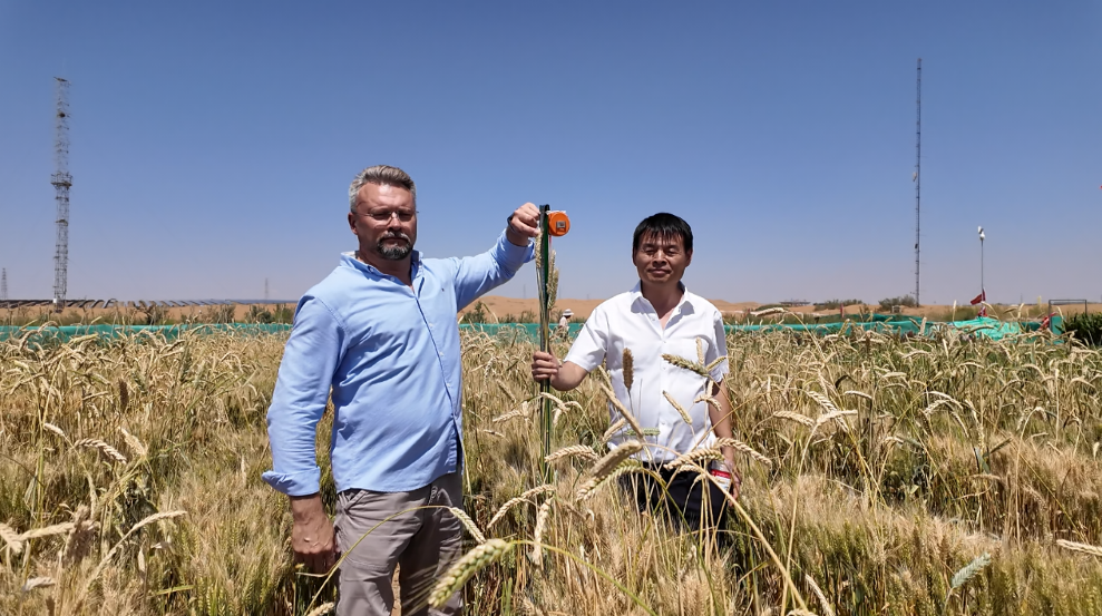 Plantas de trigo com uma altura de 1,6 metros cresceram no deserto de Tengger