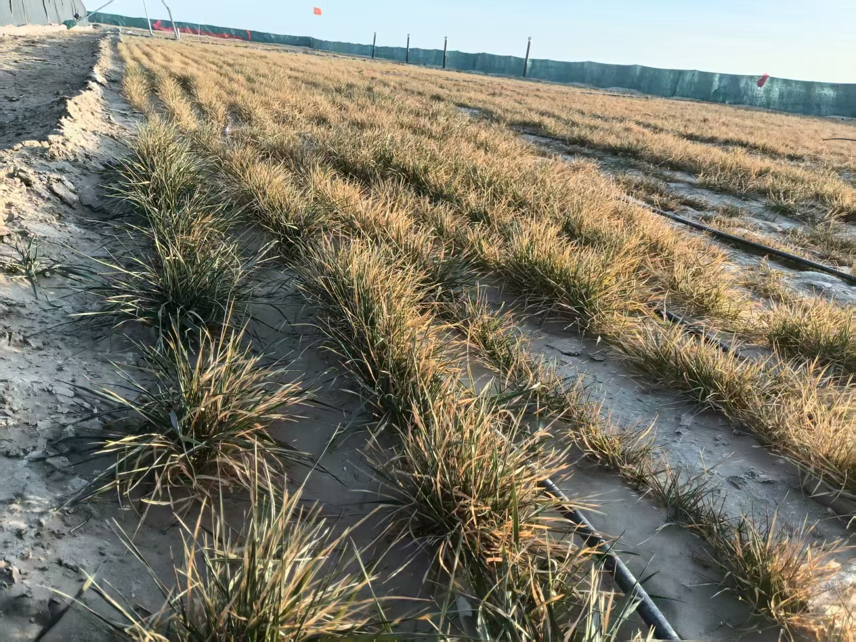 Tecnologia de Controle do Deserto do Escudo Zhengsai Validada: As Culturas Sobrevivem Por Mais de Cinco Meses em Terras Severamente Saladas-Alcalinas no Sul de Xinjiang